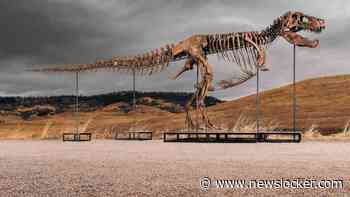 Skelet van tyrannosaurus rex geveild voor recordbedrag van 50 miljoen dollar