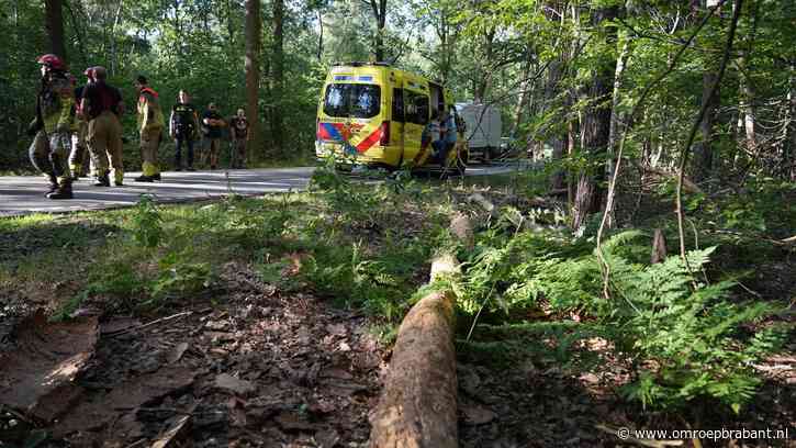 78-jarige wielrenner gewond nadat rotte boom op hem valt in Alphen