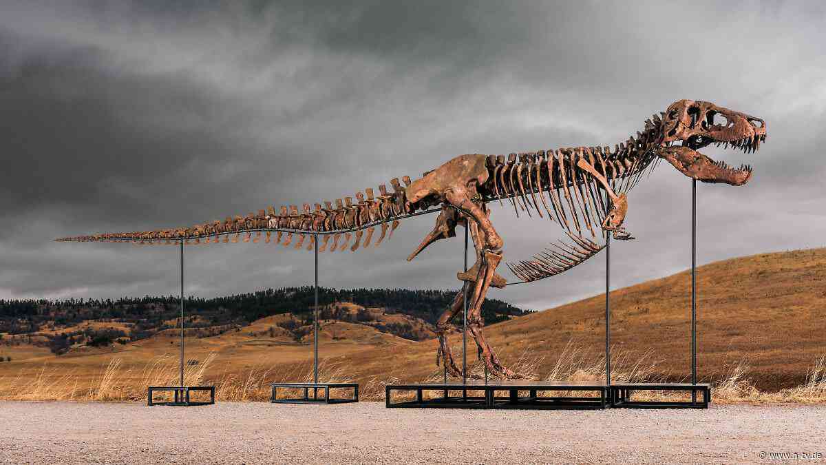 Nach zehnminütigem Wettstreit: Skelett von T-Rex "Gus" bricht Auktionsrekord