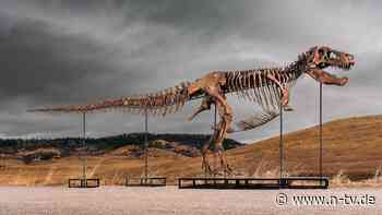 Nach zehnminütigem Wettstreit: Skelett von T-Rex "Gus" bricht Auktionsrekord