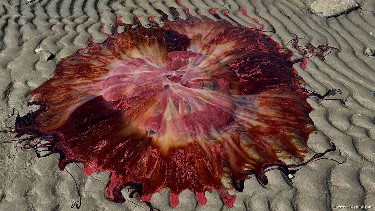 Giant toxic jellyfish with 120-foot tentacles invade New England beaches as officials issue chilling warning
