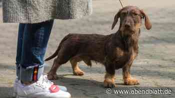 Hund beißt Kleinkind (3) ins Gesicht – Aktivisten fordern Hundeführerschein