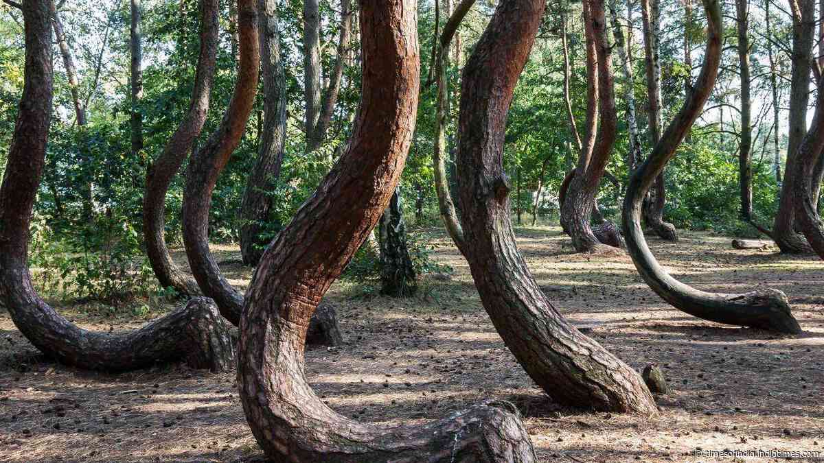 Scientists are racing to solve the mystery of Poland’s 90-year-old Crooked Forest before its bizarre C-shaped pine trees die out forever