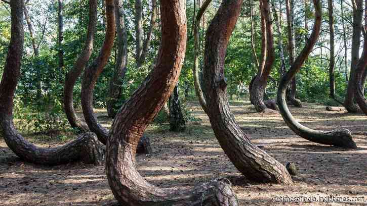 Scientists are racing to solve the mystery of Poland’s 90-year-old Crooked Forest before its bizarre C-shaped pine trees die out forever