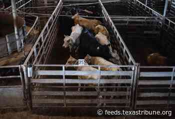 Canada suspends animal exports from Texas due to New World screwworm concerns