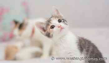Man arrested after trying to rob bank with kitten he stole from pet store