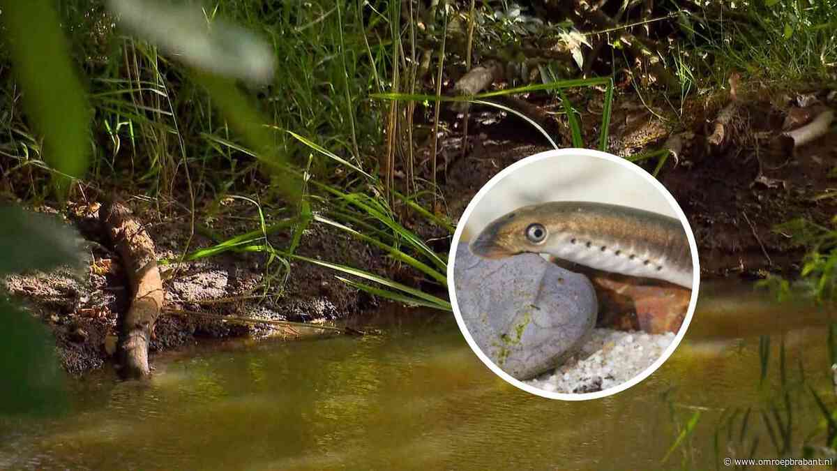 Waterschap pompt maand eerder overlevingswater in beken om natuur te redden