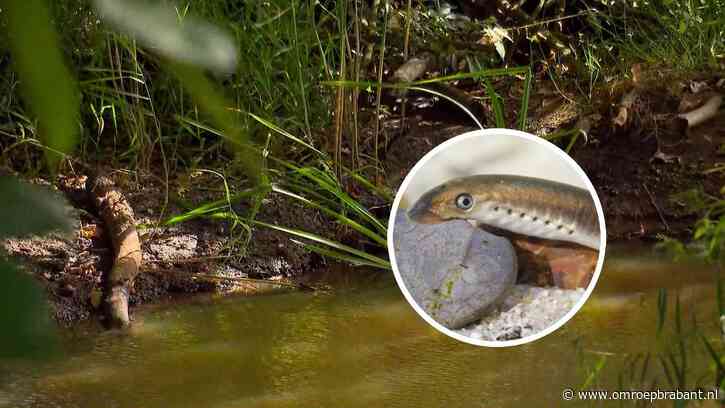 Waterschap pompt maand eerder overlevingswater in beken om natuur te redden