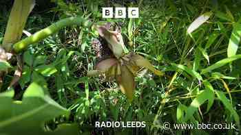 Growing bananas - in Wakefield?
