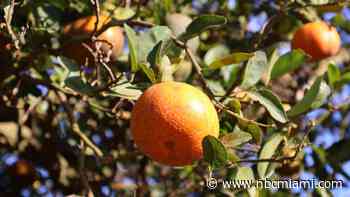Florida citrus season tops forecasts, improves from last year