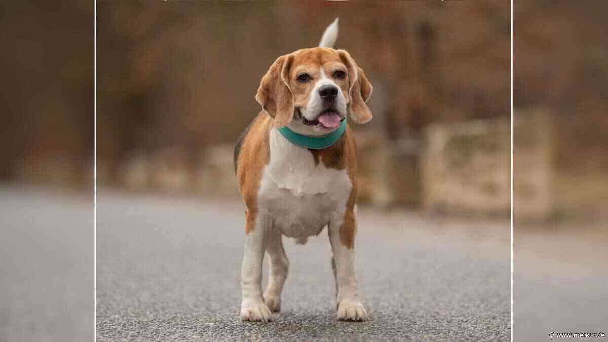 „Aus ungeeigneter Haltung zu uns gekommen“: Tierheim sucht Zuhause für Beagle Taco