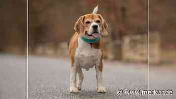 „Aus ungeeigneter Haltung zu uns gekommen“: Tierheim sucht Zuhause für Beagle Taco