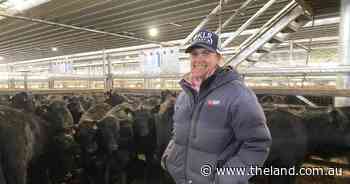 A mild winter and good rain help to fuel restocker cattle market surge