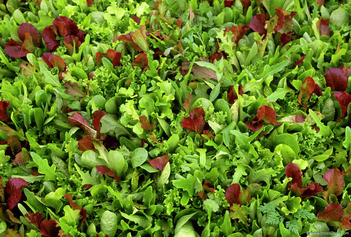 Parasite infecting New Yorkers might be caused by lettuce. Here’s how to protect yourself.