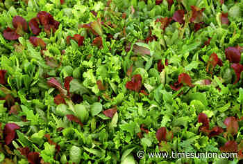 Parasite infecting New Yorkers might be caused by lettuce. Here’s how to protect yourself.