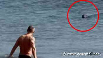 'America's stupidest swimmer' is spotted going for a dip with SEALS off Cape Cod, where hungry great white sharks lurk