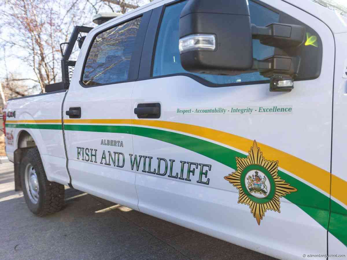 Albertans, Americans plead guilty following investigation into illegal hunting in province