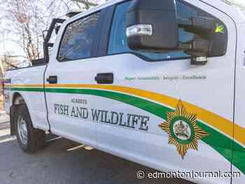 Albertans, Americans plead guilty following investigation into illegal hunting in province