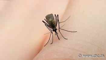Rain, heat create 'perfect storm' for exploding mosquito numbers: Regina official