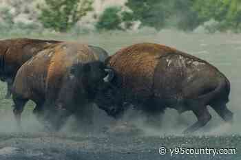 What To Do When Bison Attack In Wyoming’s Yellowstone National Park