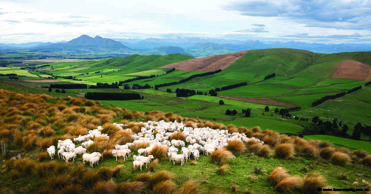 The premium playbook: A lesson from NZ sheep producers' direct-to-chef model