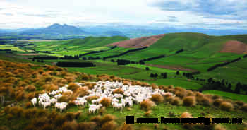 The premium playbook: A lesson from NZ sheep producers' direct-to-chef model