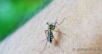 Alberta entering prolonged mosquito season not seen in decades: ‘Eaten alive’