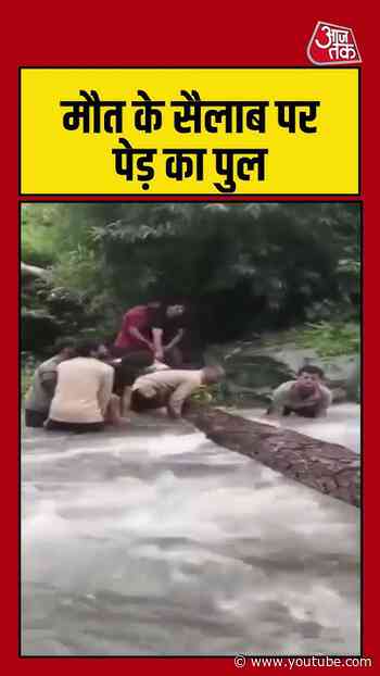Viral Shorts | मौत के सैलाब पर पेड़ का पुल #river #flood #dangerous #viralvideo #shortsvideo