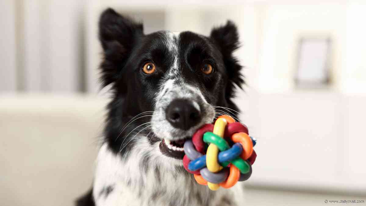 Does your dog need to go to rehab? Study reveals how pooches can become ADDICTED to their toys - as vets reveal the key signs their obsession is becoming unhealthy