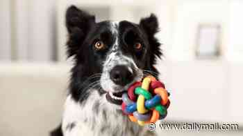 Does your dog need to go to rehab? Study reveals how pooches can become ADDICTED to their toys - as vets reveal the key signs their obsession is becoming unhealthy