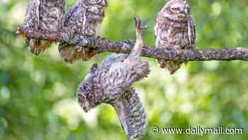 What a hoot! Owlet takes a tumble from its perch
