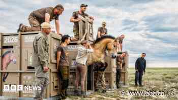 The 3,000-mile journey to save rare horses