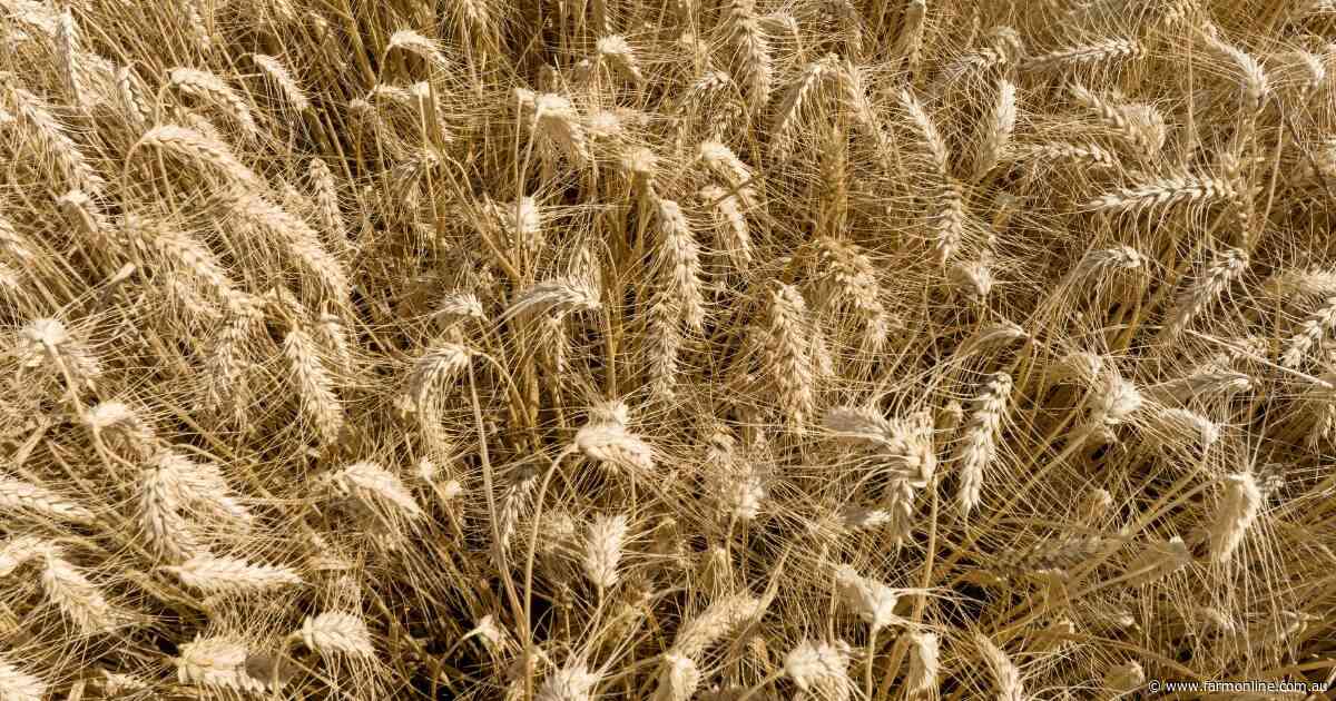 War risk is back on the menu, but will local growers see the benefits?