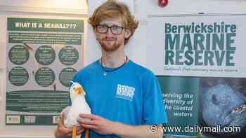 Britain's first 'gull ranger' starts work to 'improve human-seagull relations'