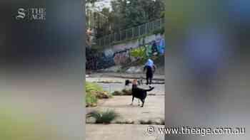 Alleged attacker running away from victim's dogs in Melbourne