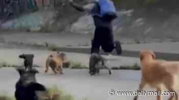 Incredible moment pack of dogs rescue women from pervert who tried to sexually assault them in Melbourne