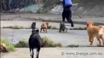 Watch the moment a would-be assaulter is chased away by dogs