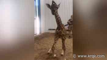 Hillcrest Park Zoo in Clovis welcomes new giraffe calf