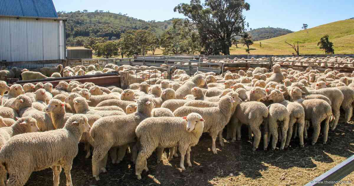 Investigation: US producers claim lamb imports put farms at 'serious' risk