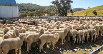 Investigation: US producers claim lamb imports put farms at 'serious' risk