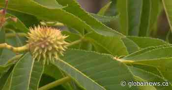 Calgary dog park safety in question over city-planted Ohio Buckeye trees