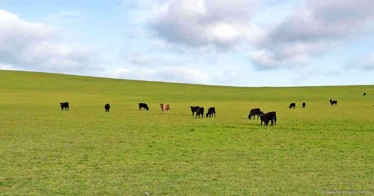 New owners to plant 12 million pine trees on Tasmania's largest farm