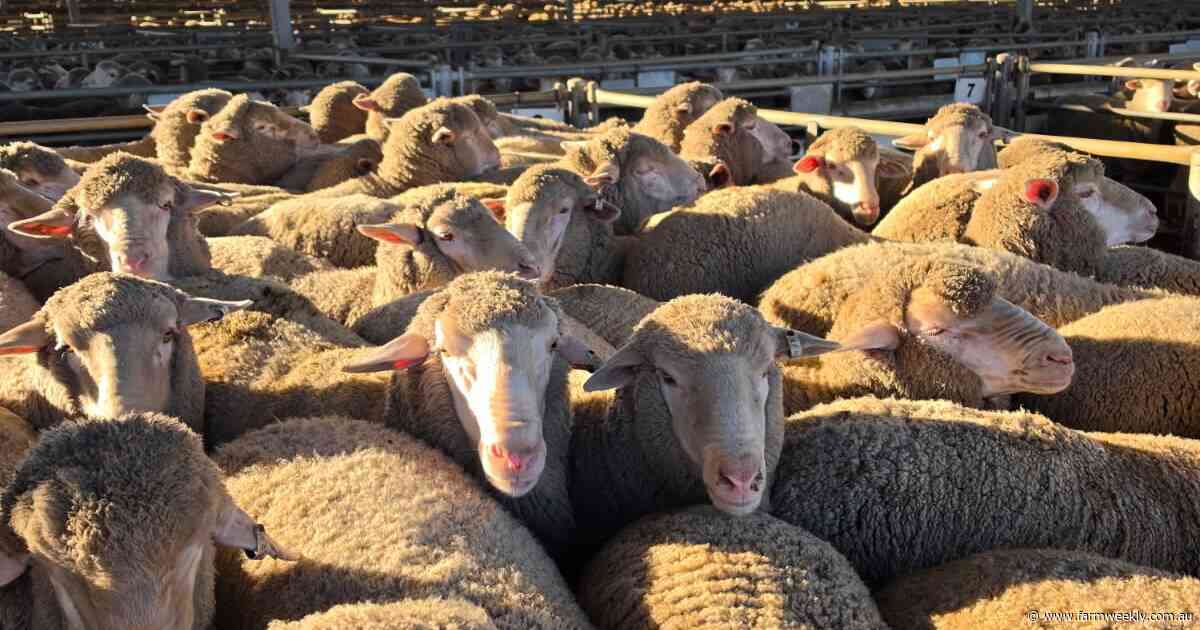'Can't wipe the smile off my face': WA lamb price record shattered at Katanning