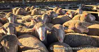 'Can't wipe the smile off my face': WA lamb price record shattered at Katanning
