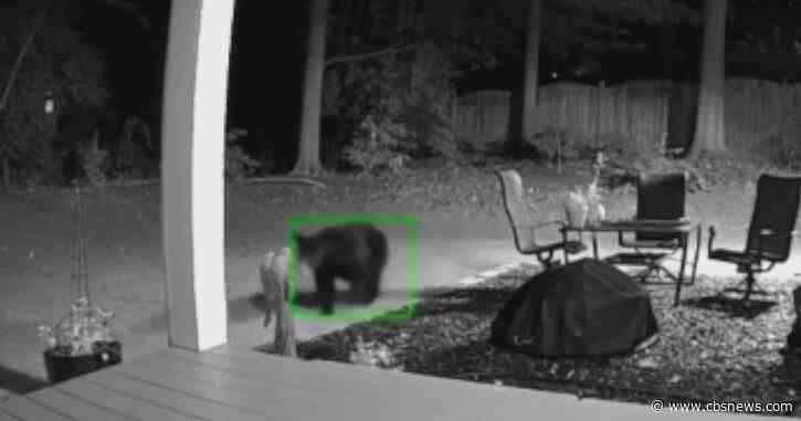 Black bear caught on camera roaming Sandy Springs neighborhood as Georgia DNR urges residents to remove bird feeders