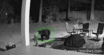 Caught on Camera: Black bear roams Sandy Springs yard