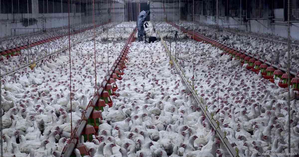 Dentro gli allevamenti intensivi di polli col fotografo Aitor Garmendia: la realtà che l’industria vuol tenere nascosta