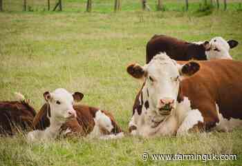 Man in 70s killed in cattle incident at National Trust estate