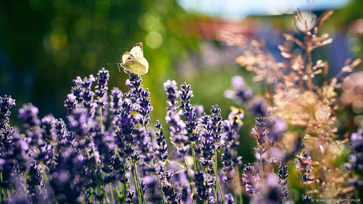 Gardeners urged to do 1 job now to stop lavender growing leggy this summer