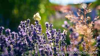 Gardeners urged to do 1 job now to stop lavender growing leggy this summer